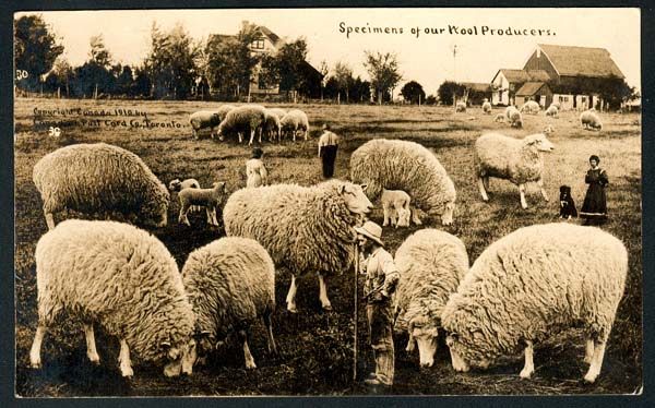 Sheep Exaggeration