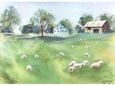 Sheep Farm