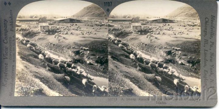 Sheep Farm in Idaho