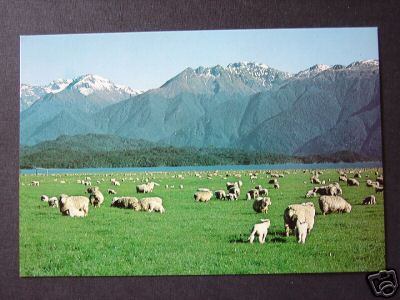 Sheep Farming in Nz