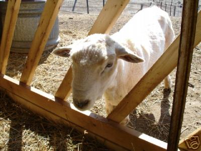 Sheep Feeder