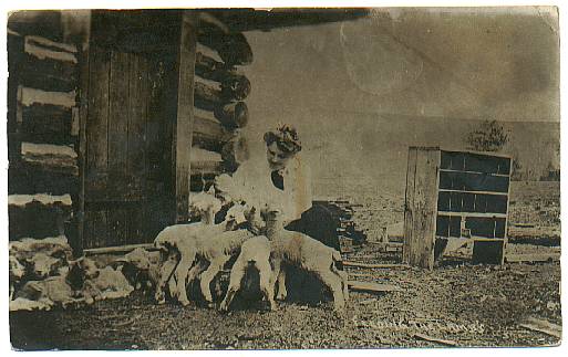 Sheep Feeding the Lambs