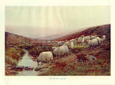Sheep Flock By Lake