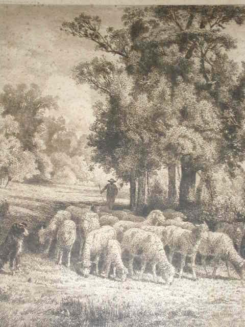 Sheep Flock Grazing with Shepherd and Dog