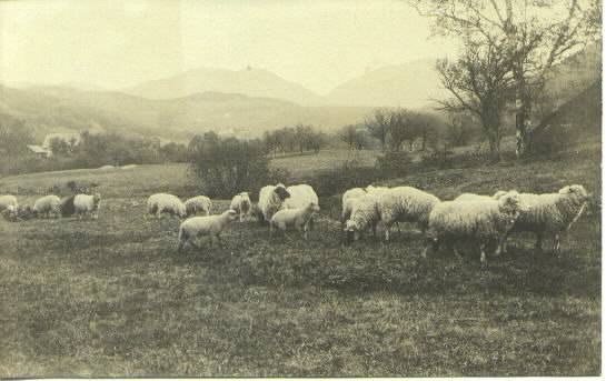 Sheep Flock in the Mountains