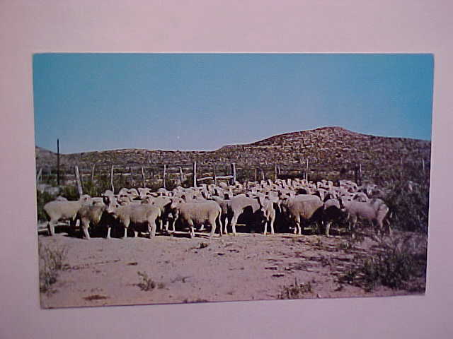 Sheep Flock in Tx