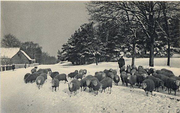 Sheep Flock in Winter