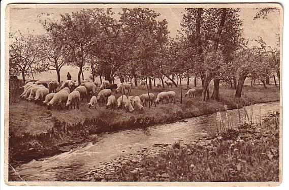 Sheep Flock Near Stream
