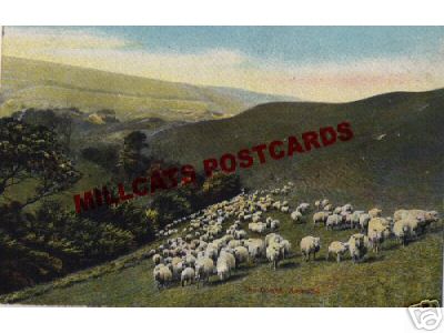 Sheep Flock on a Hillside