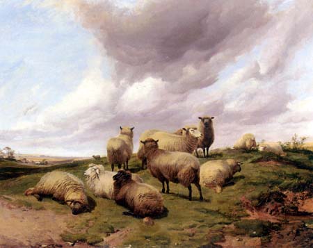 Sheep Flock on the Hill