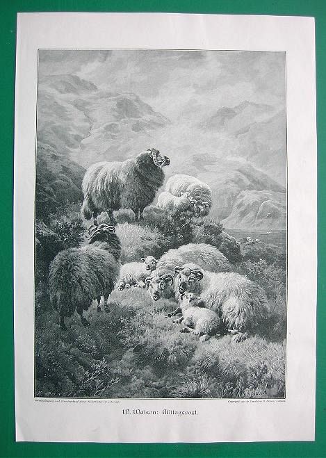 Sheep Flock Resting