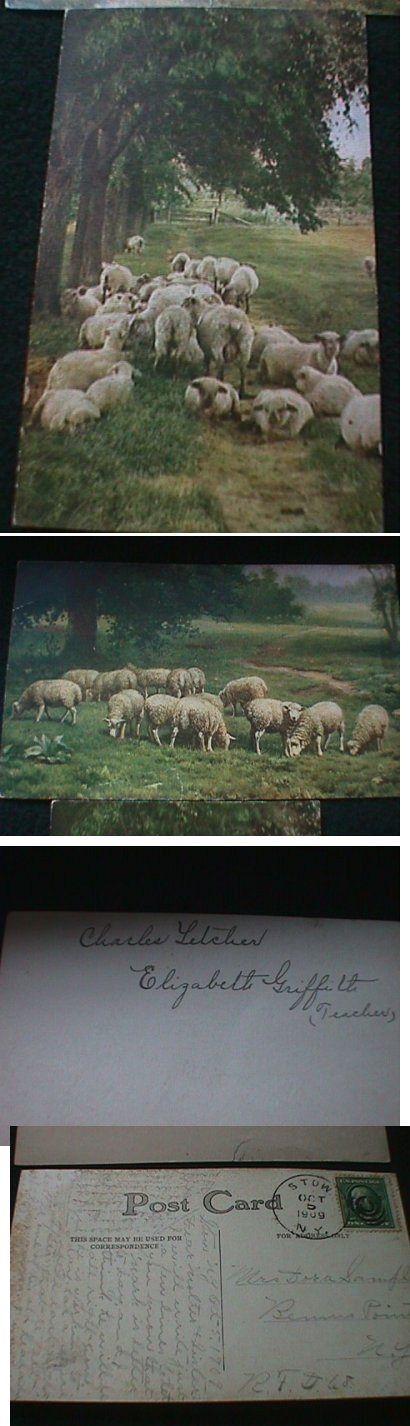 Sheep Flock Ruminating