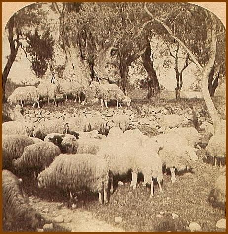 Sheep Flock Under Olive Trees