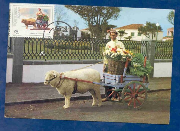 Sheep Flower Cart Portugual