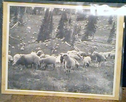 Sheep Framed Bw Photo