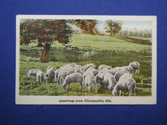 Sheep From Wisconsin