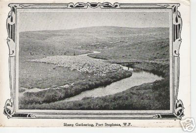 Sheep Gathering Port Stephens West Falklands C 1900S