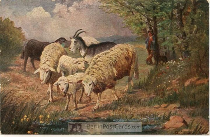 Sheep Goat Shepherd