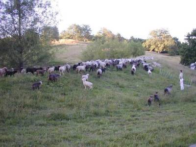 Sheep Going to New Pasture