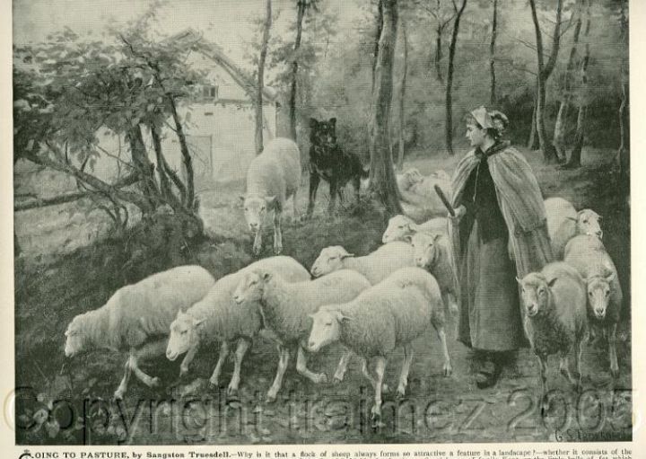 Sheep Goingtopasture