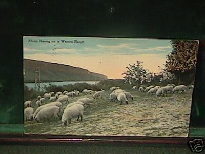 Sheep Graze a Western Range
