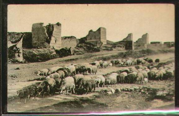 Sheep Graze at the Seven Towers in Turkey