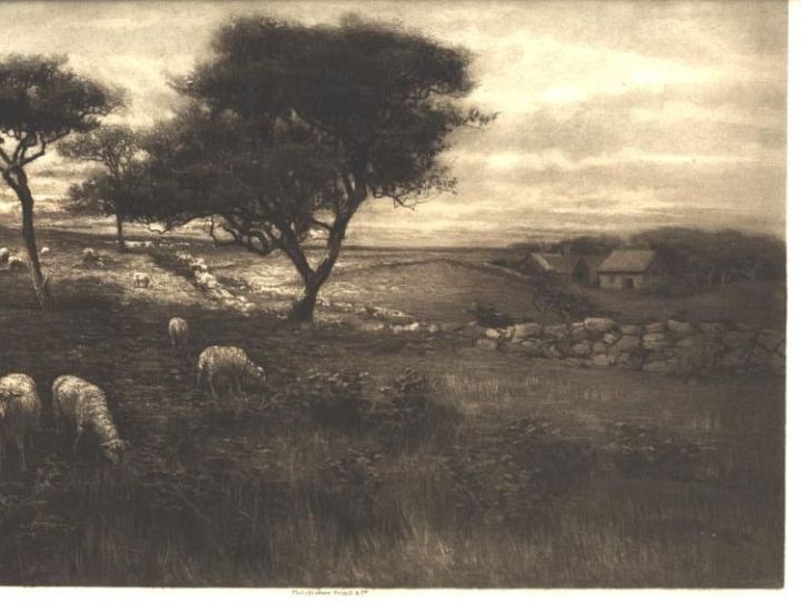 Sheep Graze By Stone Wall