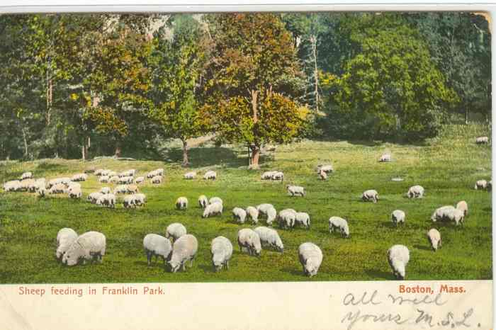 Sheep Graze in Boston