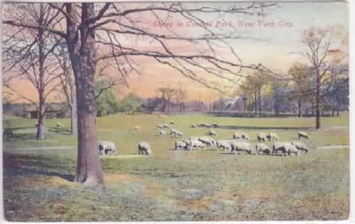 Sheep Graze in Central Park