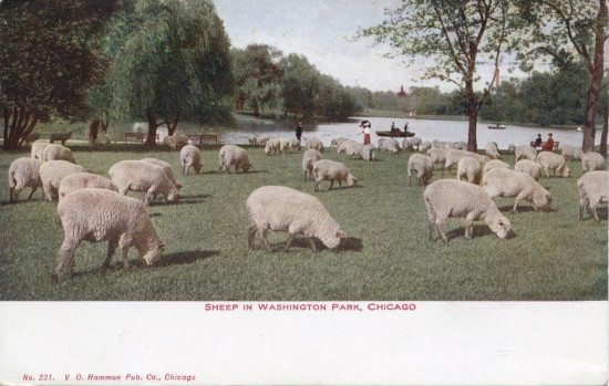Sheep Graze in Chicago IL