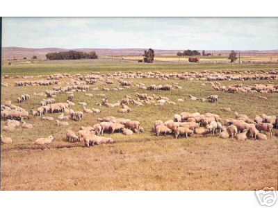Sheep Graze in Columbia Basin