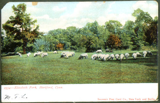 Sheep Graze in Ct