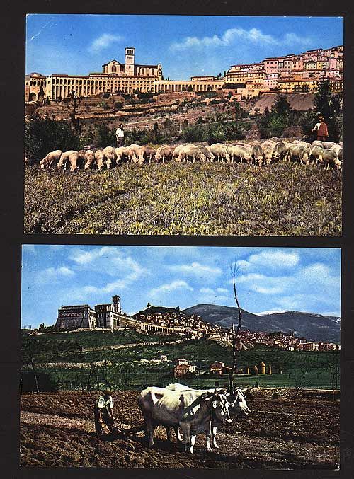 Sheep Graze in Italy