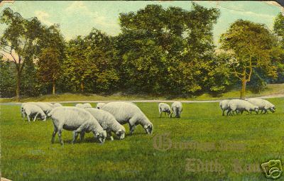 Sheep Graze in Kansas