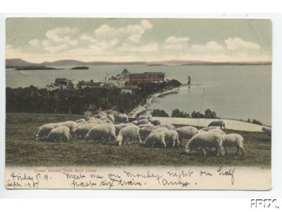 Sheep Graze in Maine
