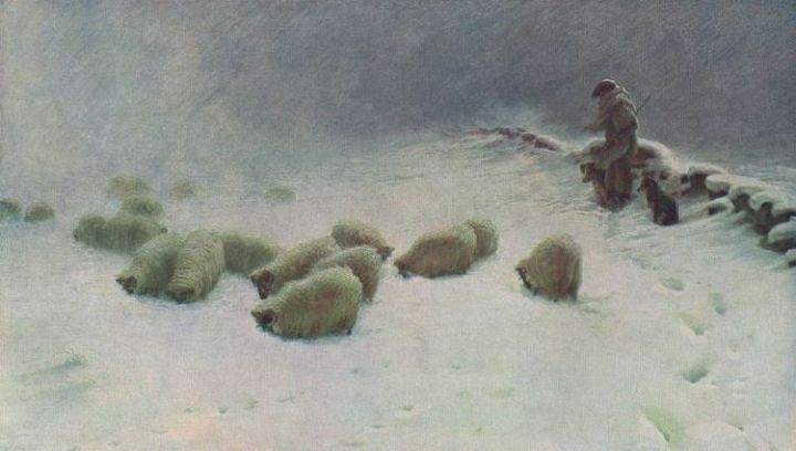 Sheep Graze in Snow