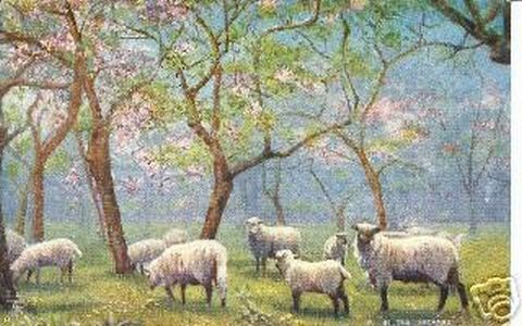 Sheep Graze in the Orchard