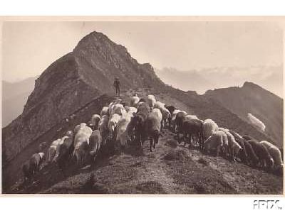 Sheep Graze Mountain Top