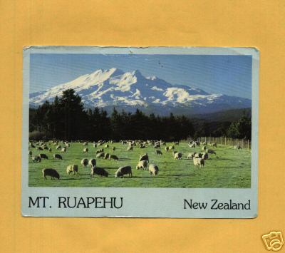 Sheep Graze Mt Ruapehu New Sealand
