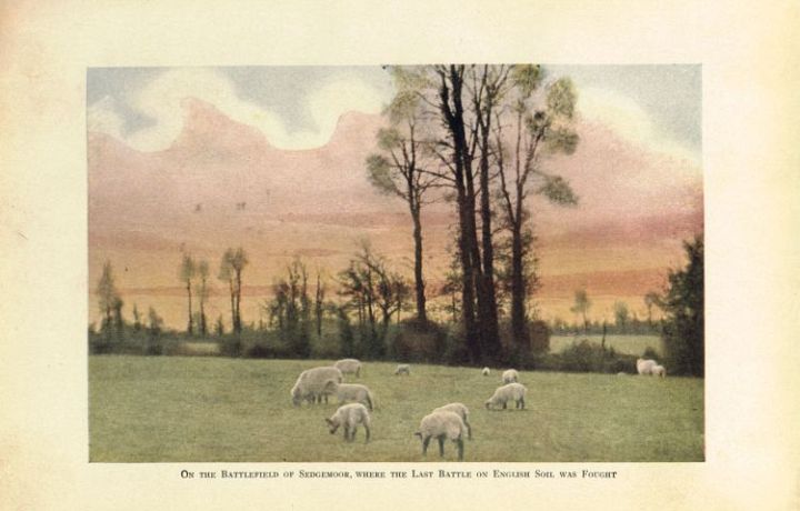 Sheep Graze on the Battlefields at Sedgemoor England