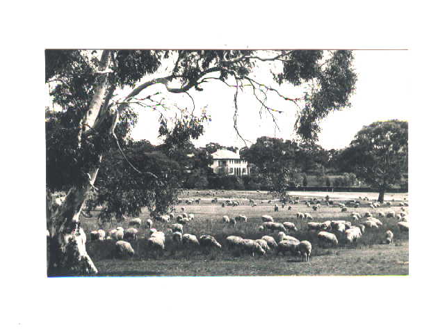 Sheep Grazeing at Canberra Lodge