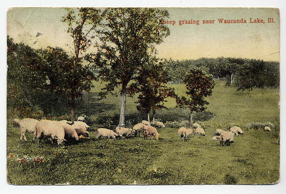 Sheep Grazeing in Il