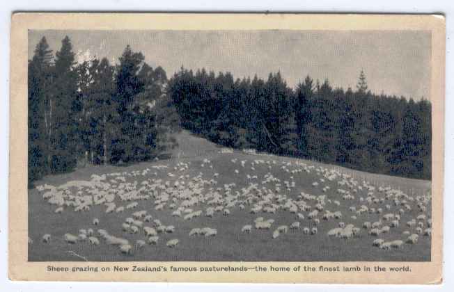Sheep Grazing in NZ