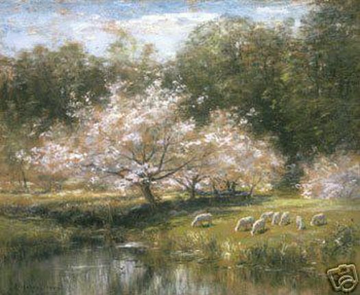 Sheep Grazeing Under Apple Blossoms