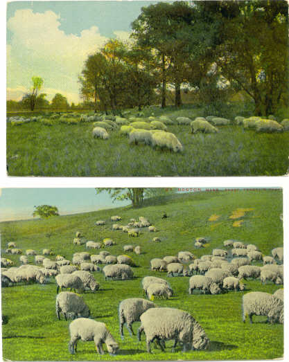 Sheep Grazing