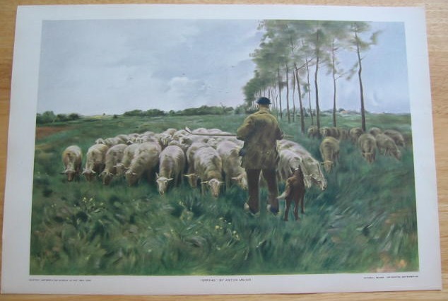 Sheep Grazing3