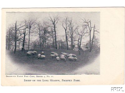 Sheep Grazing at Prospect