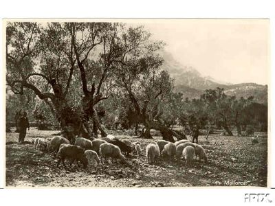 Sheep Grazing By Stream