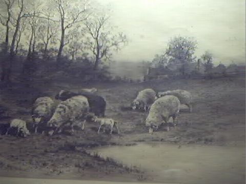 Sheep Grazing By Tiny Pond