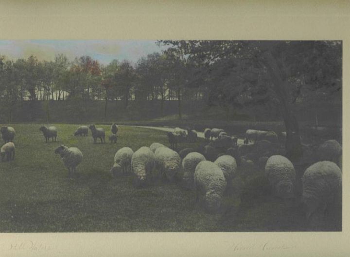 Sheep Grazing By Water B